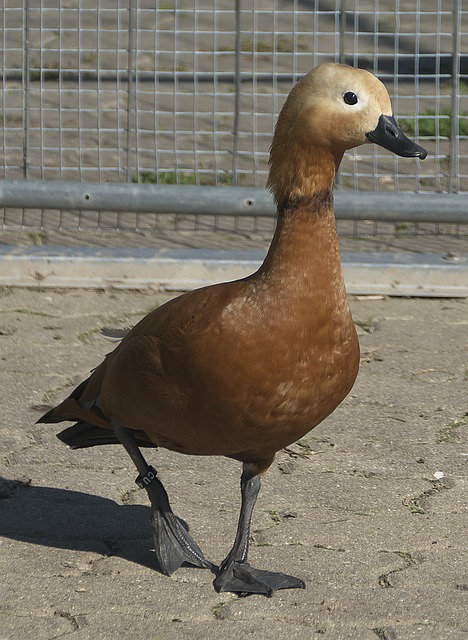守阵型